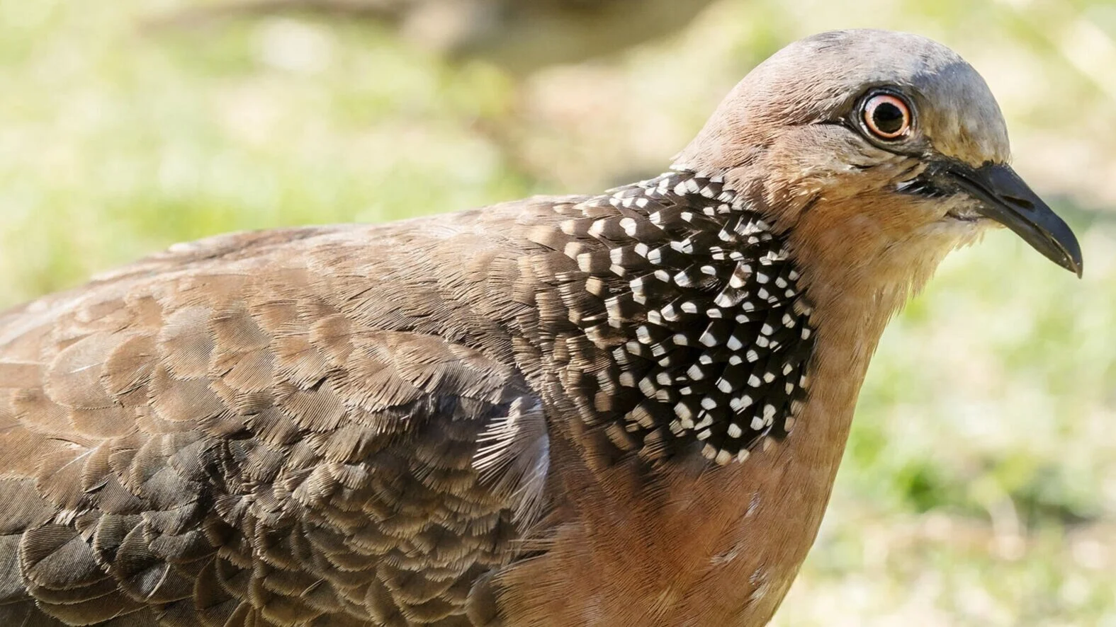 Rare Bird Alert - July 24, 2020 