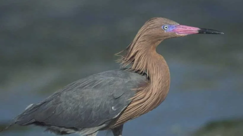 Rare Bird Alert - July 31, 2020 