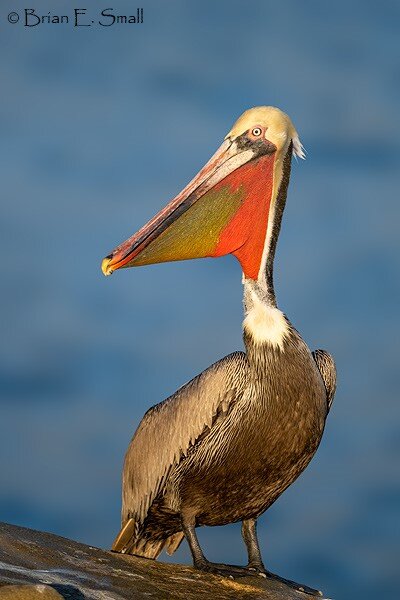 A Magnificent Seabird The Brown Pelican Pelecanus Occidentalis Los Angeles Audubon Society