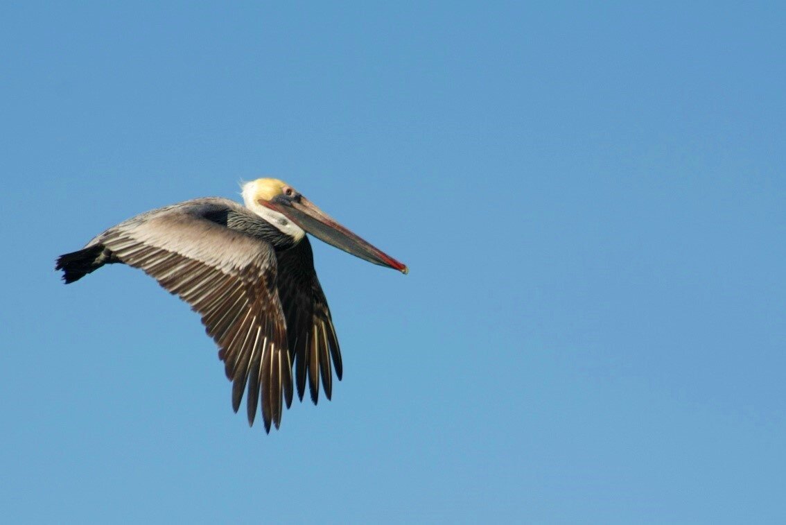 A Magnificent Seabird The Brown Pelican Pelecanus Occidentalis Los Angeles Audubon Society