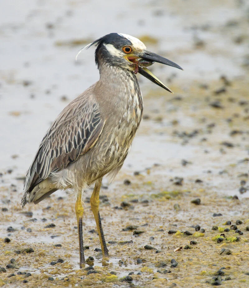 Rare Bird Alert - August 28, 2020
