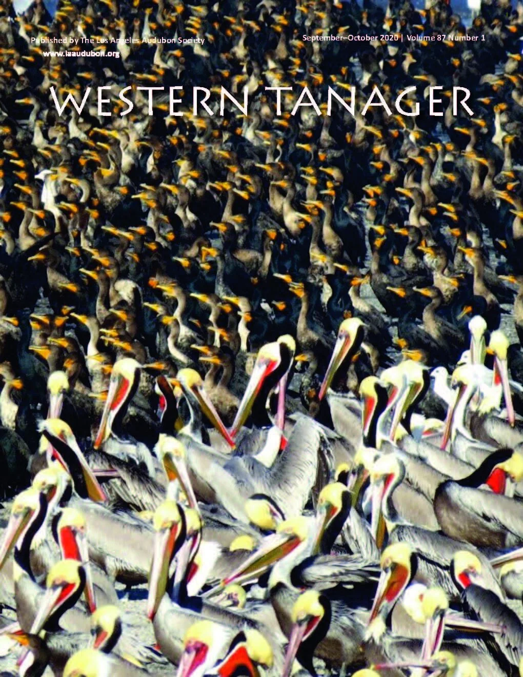 Western Tanager, Vol. 87 No. 1, Sep-Oct 2020