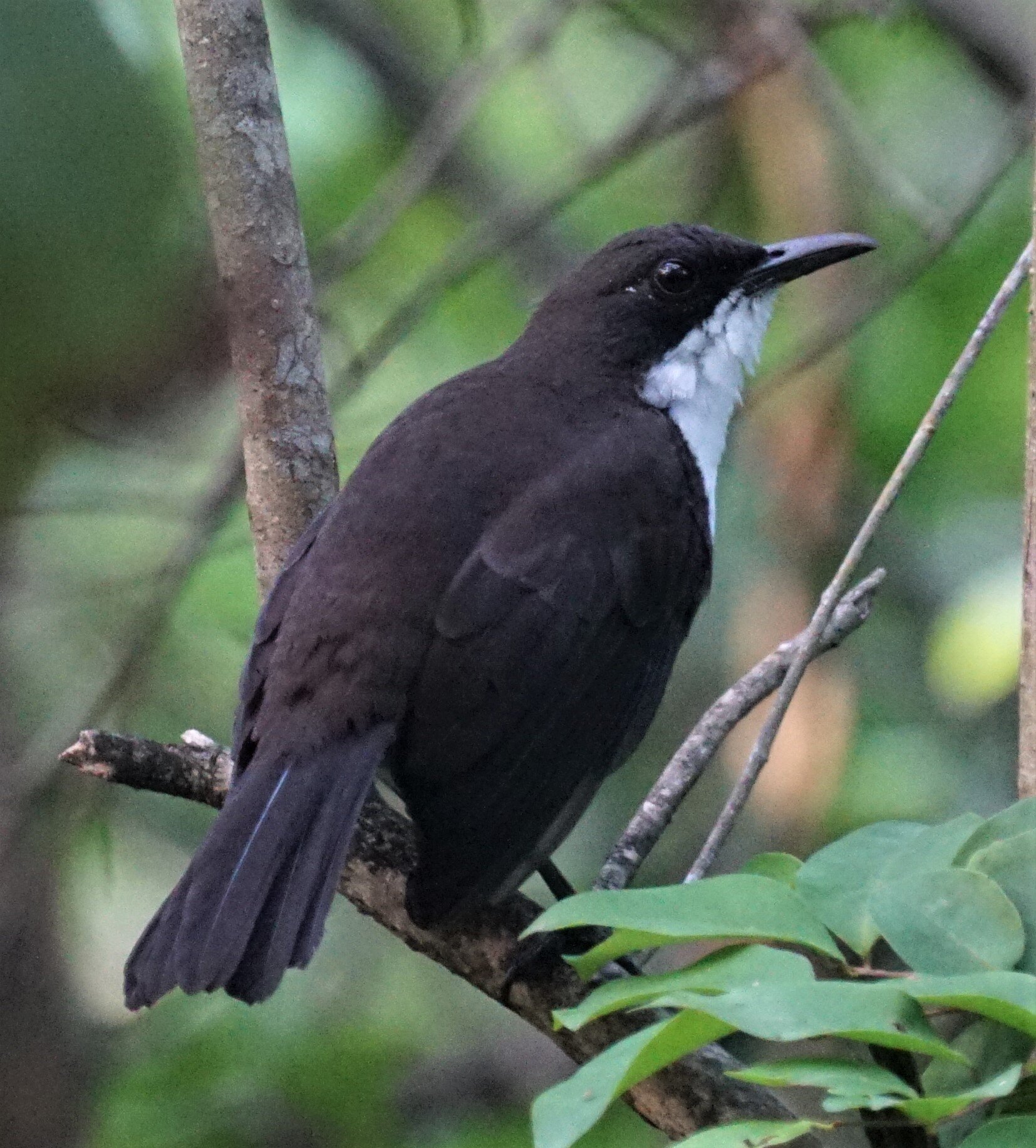 Threatened Birds – BirdsCaribbean