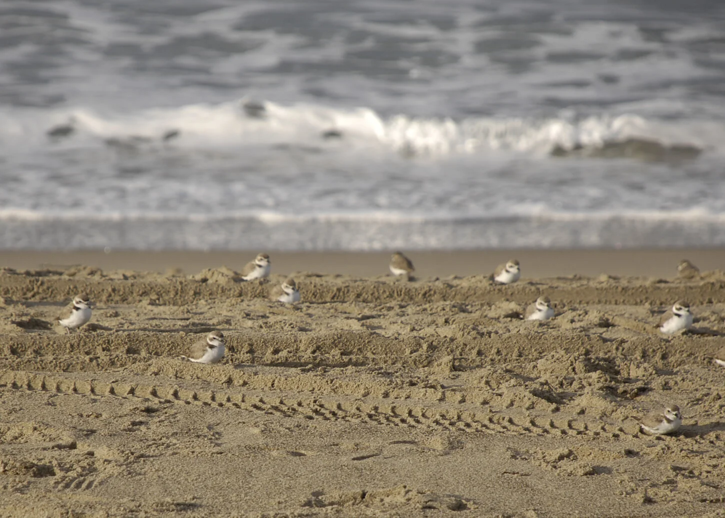 Register for online training - monitoring Snowy Plover and Least Tern