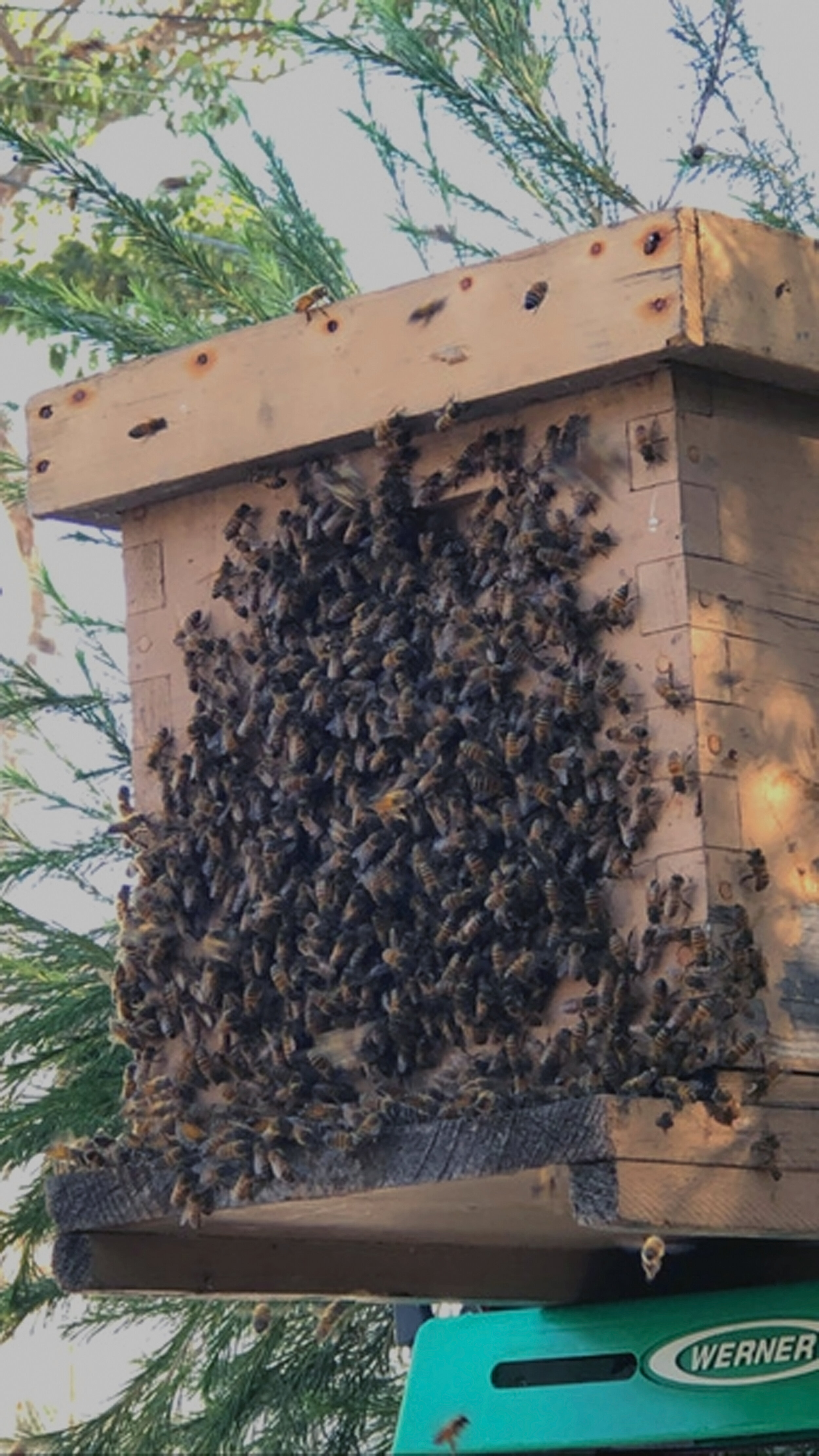 Attracting Honey Bees Swarms - Free Bees