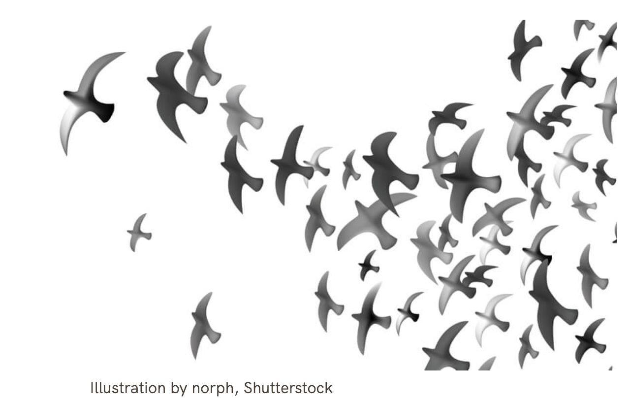 A Black Birder's Ramble Through The Thicket Of Opinion On Social Movement And Bird Conservation