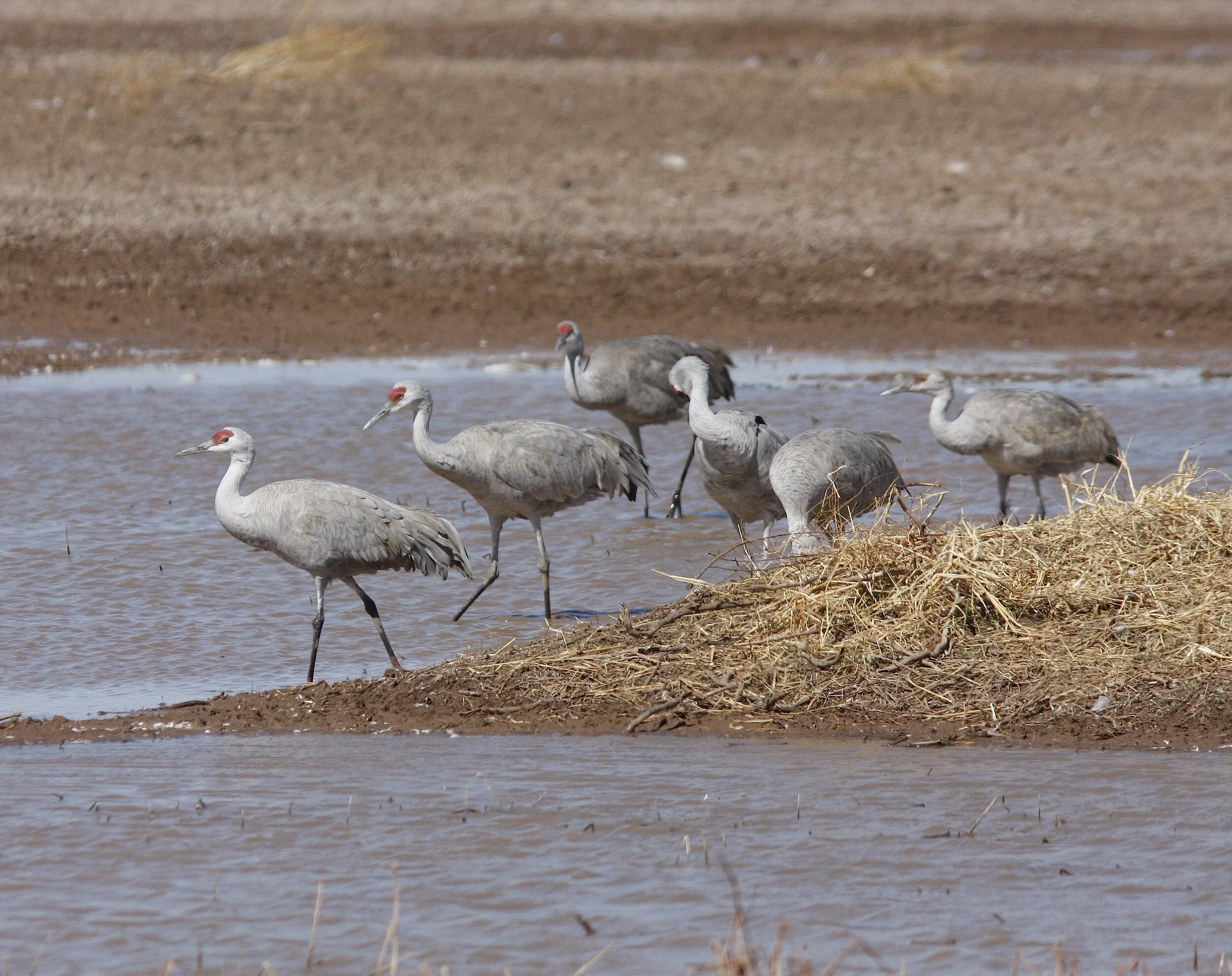 Rare Bird Alert - December 4, 2020