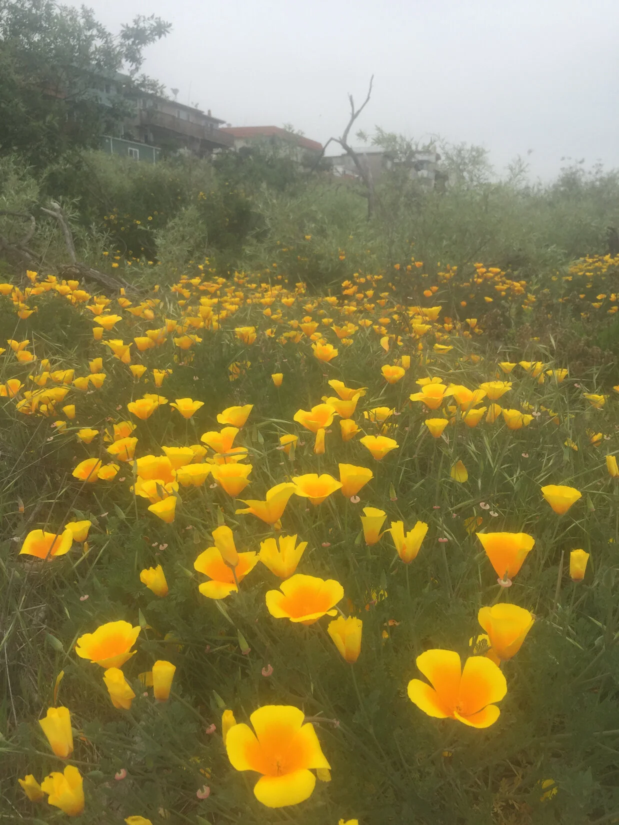 Amateurs and Experts — Ballona and Bulldozers