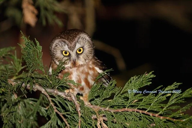 4th of July 2021—Owl Prowl Adventure in the Southern Sierra Nevada