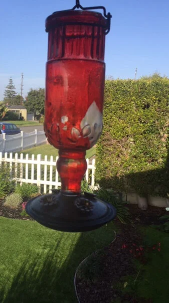 Mary and Anna’s Hummingbirds