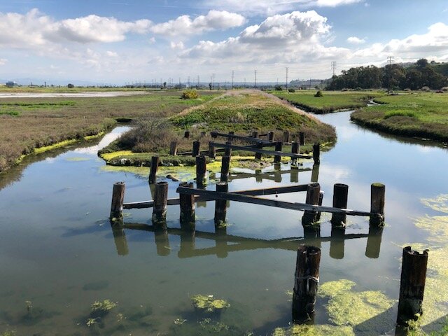 Ballona Wetlands - fully booked, sorry no walk-ins