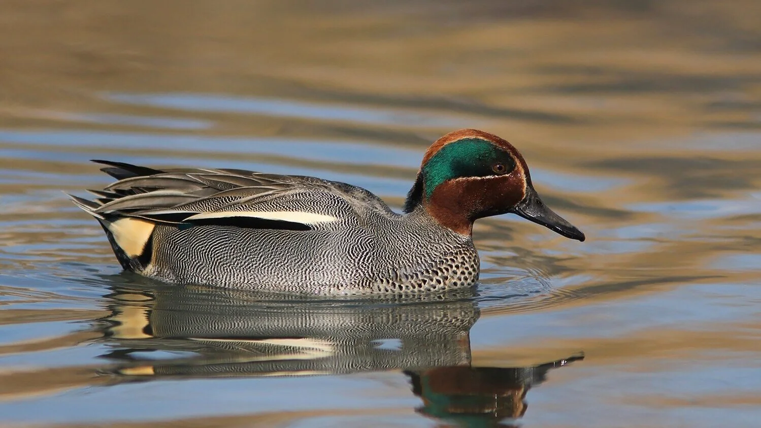 Birds of the Season — June 2021