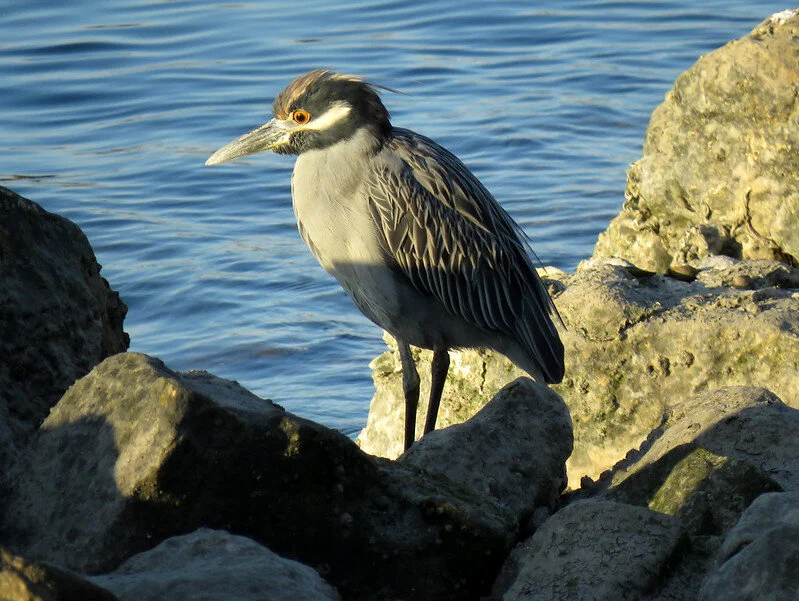 Rare Bird Alert - October 14, 2021 