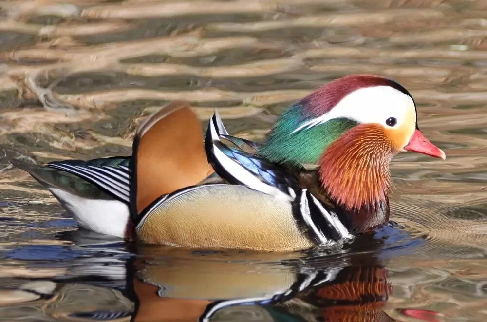 Franklin Canyon Bird Walk (SFVAS)