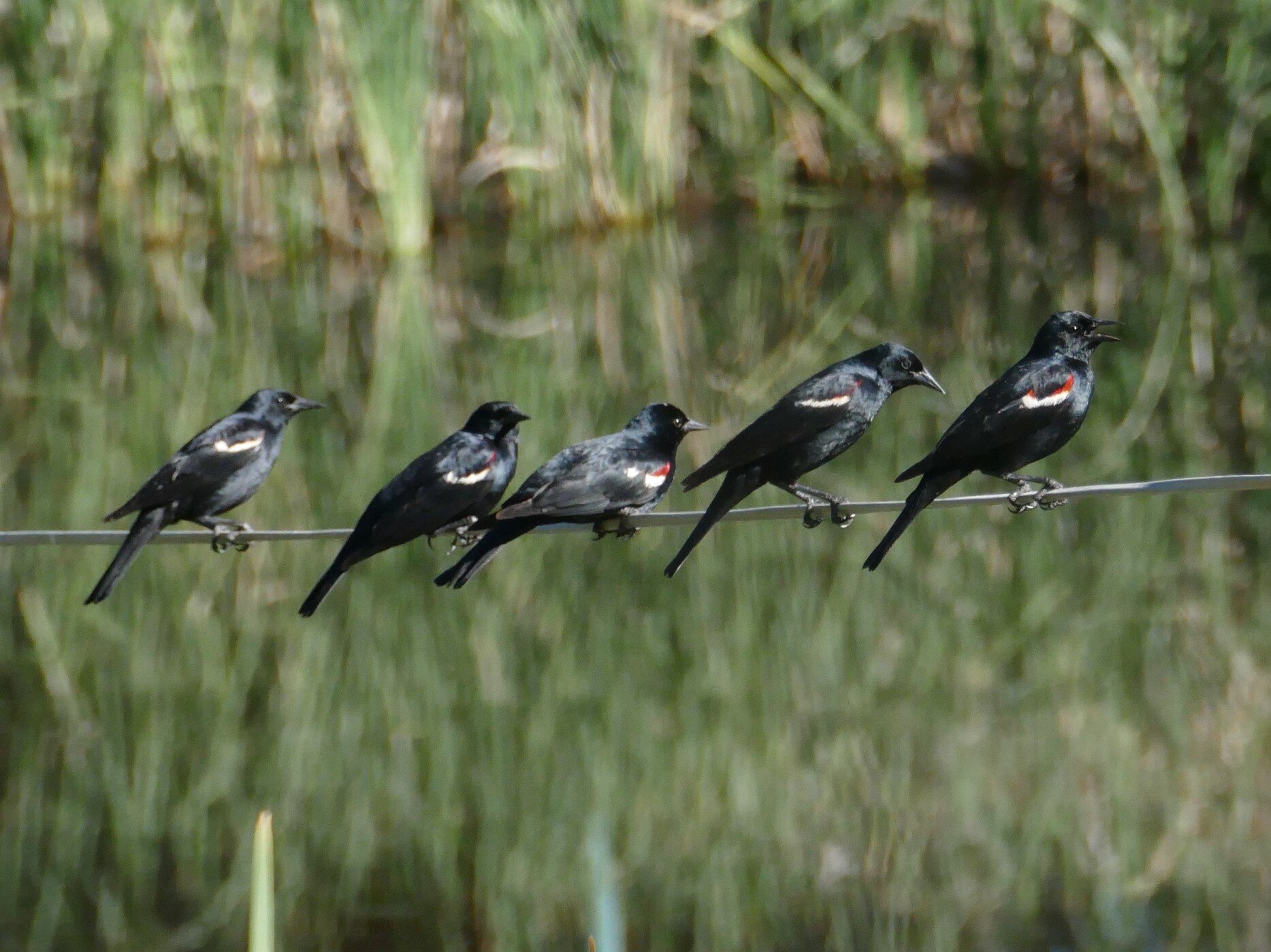 Dr. Horacio de la Cueva: Requiem for the Tricolored Blackbird in Mexico? 