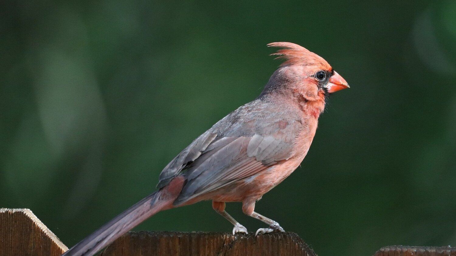 birds similar to cardinals