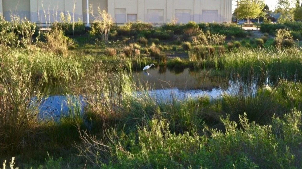 Bilingual: Bird Walk at South Los Angeles Wetlands Park