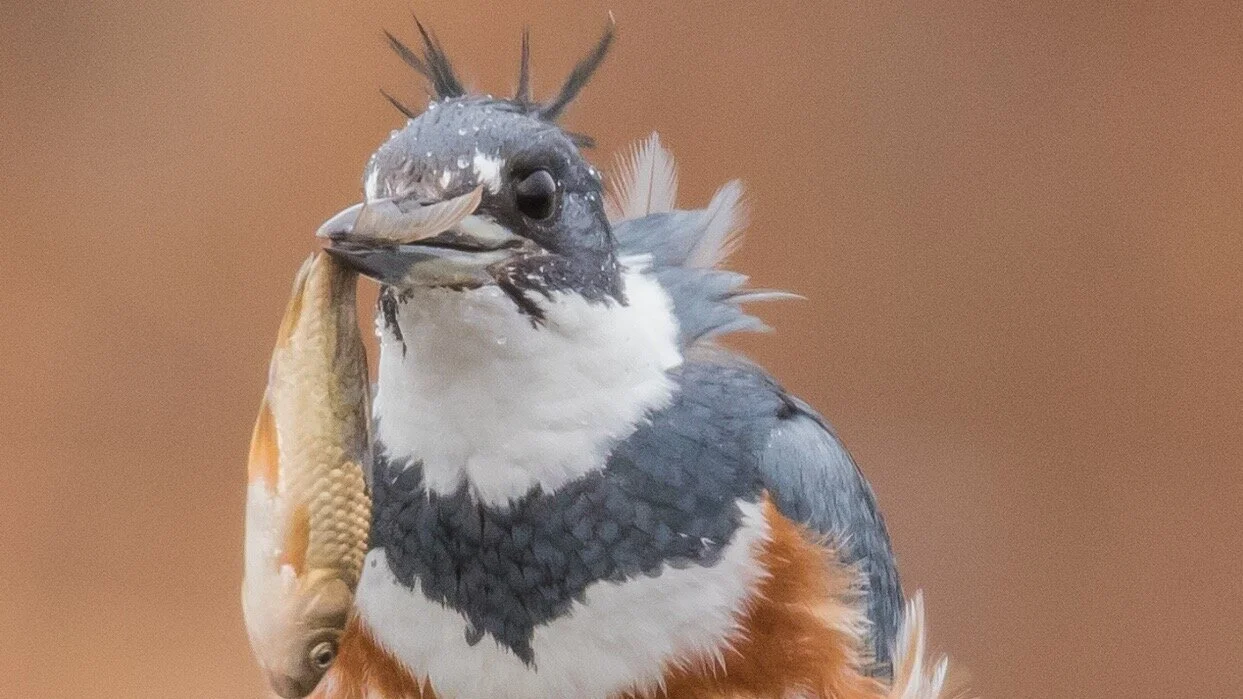 Joanna Wu: The most overlooked birds in America: Females