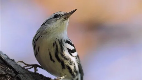 Rare Bird Alert - November 19, 2021