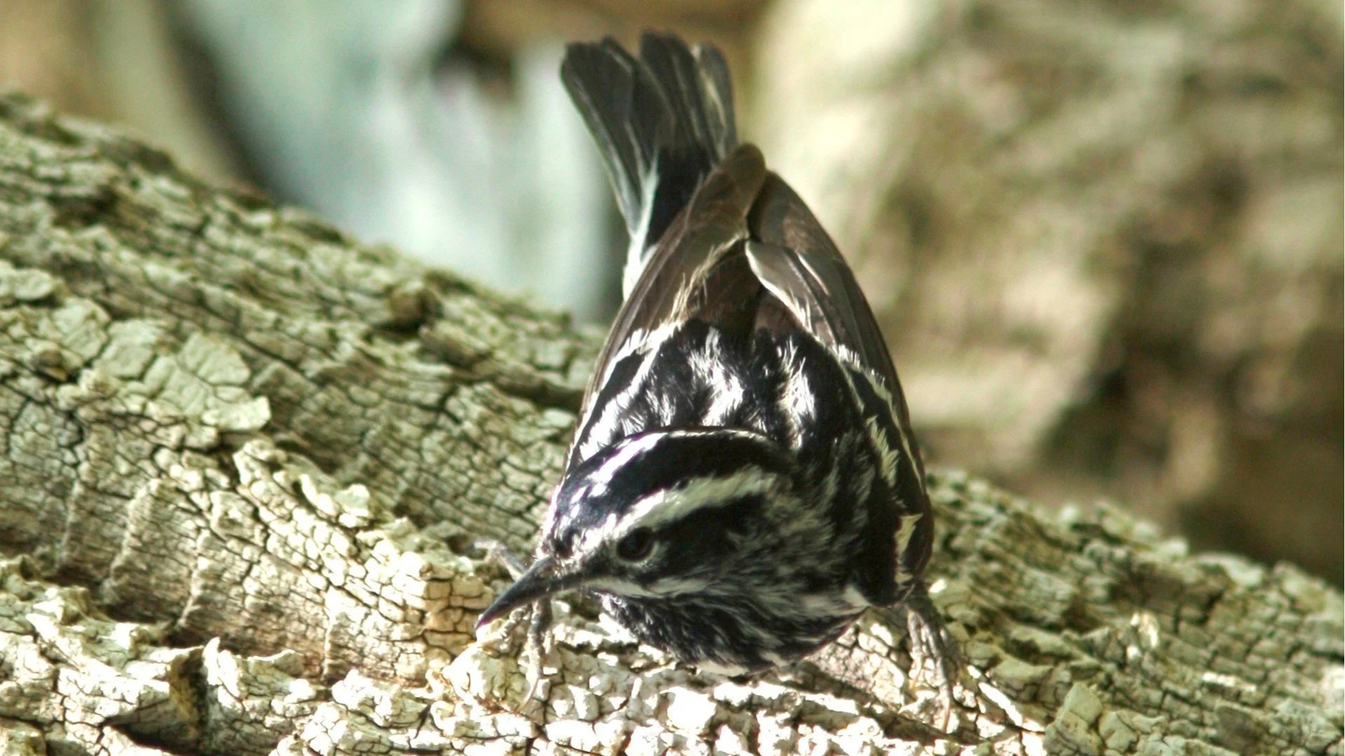 Rare Bird Alert - November 26, 2021