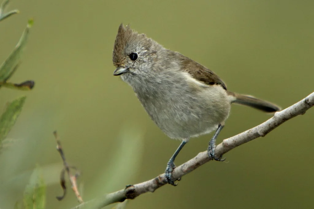 Los Angeles Christmas Bird Count