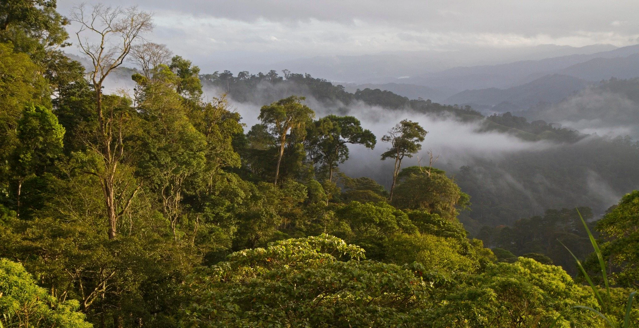Coffee and Conservation - Bill Wilson (Birds &amp; Beans)