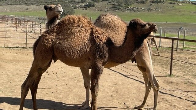 Camels In California? — Los Angeles Audubon Society