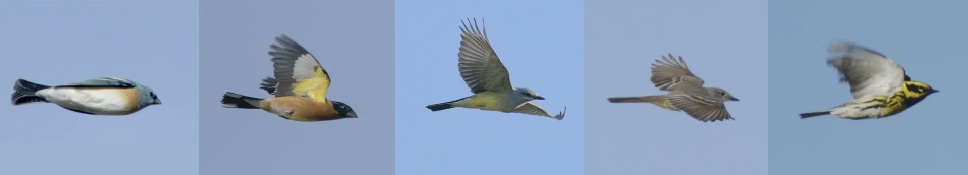 CANCELLED:  Morning flight at Bear Divide: why does it happen and what have we learned? - Dr. Ryan Terrill