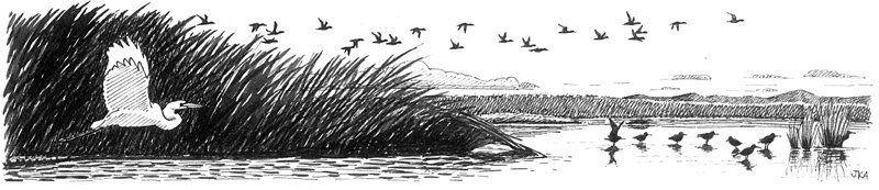 CONSERVATION CONVERSATION—Legislative Priorities to Protect Birds During Migration