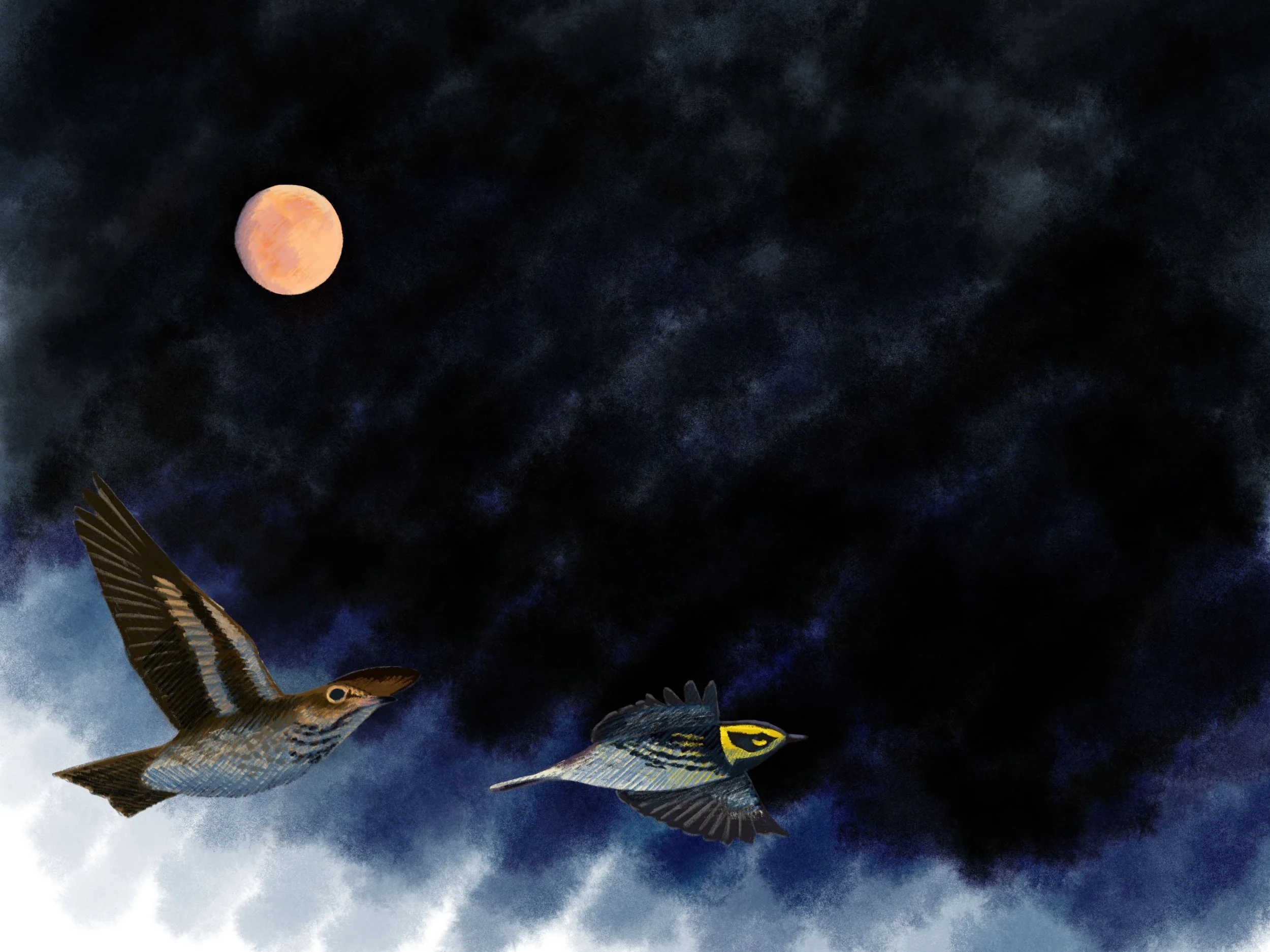 Nocturnal Flight Call Recording in Los Angeles County - Andy Birch