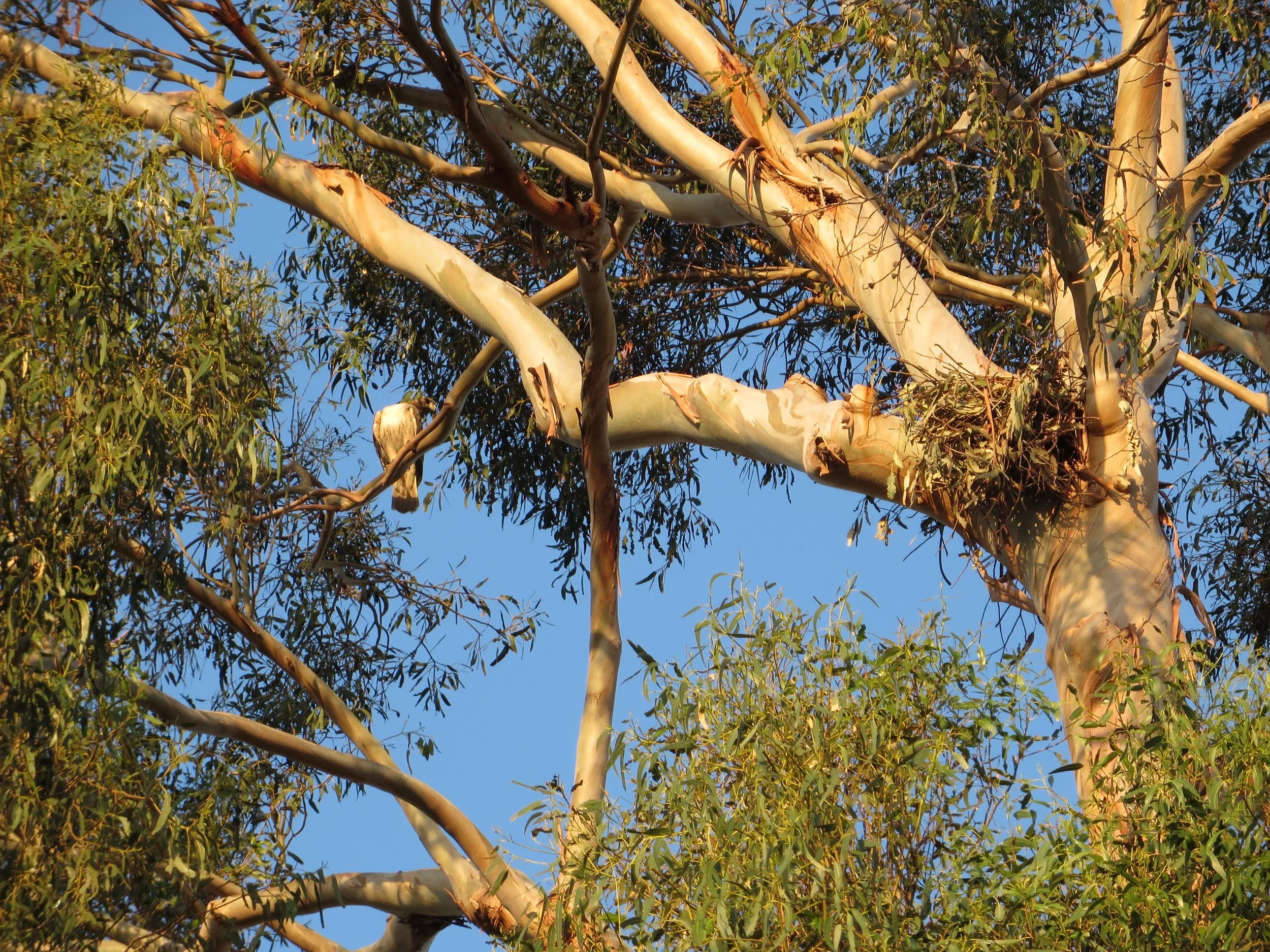 Tree Care for Birds - Ryan Gilpin