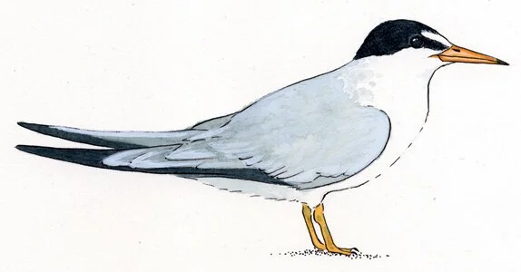 Conservation of the Least Tern, a Bird Without Borders - Tom Ryan