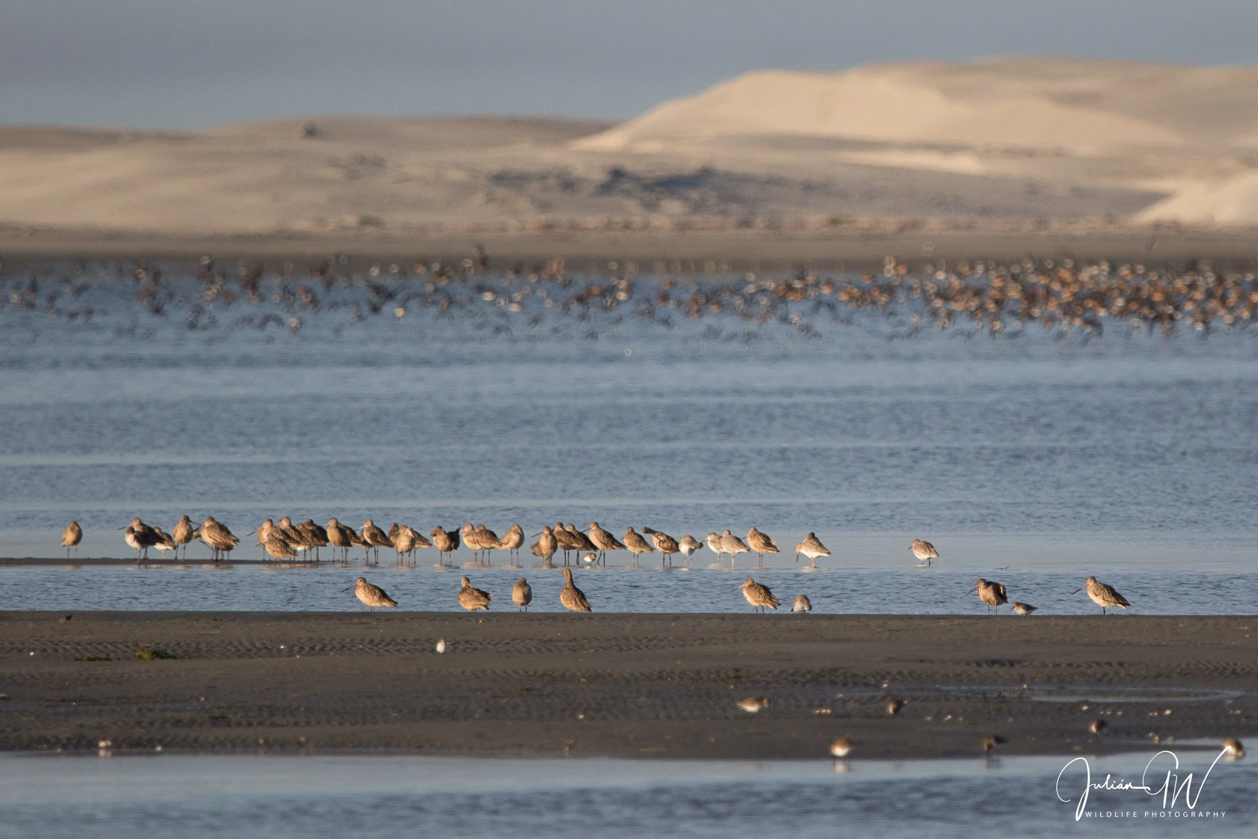 Shorebird migration in the Pacific Flyway—hops, skips, and trans-continental jumps