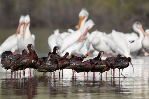 Wetland and migratory bird conservation in the era of climate change
