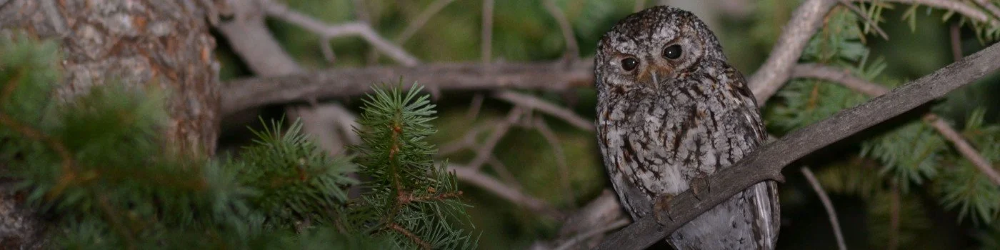 Small Mountain Owls - Scott Rashid