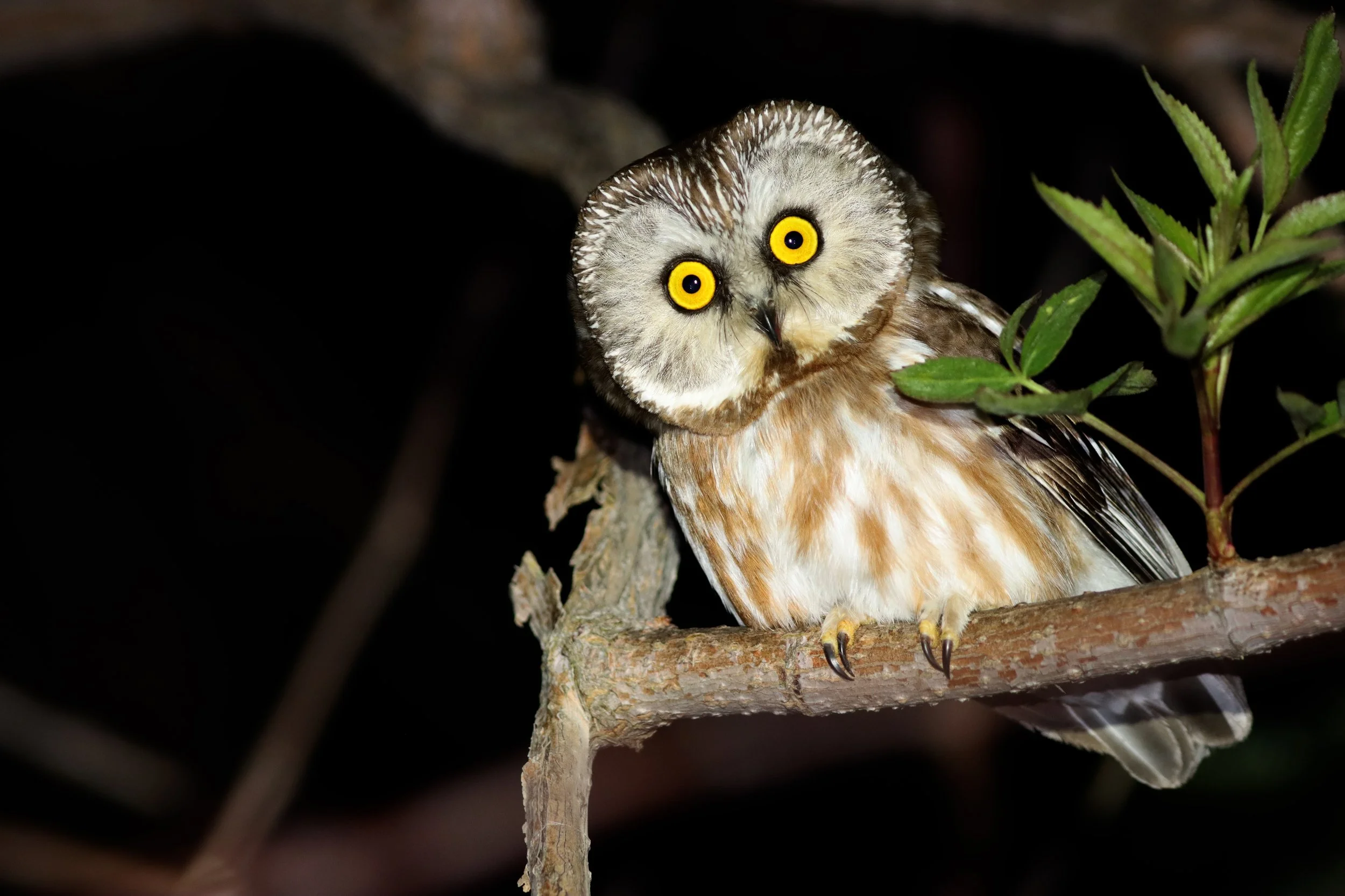 4th of July 2025—Southern Sierra Owling Weekend