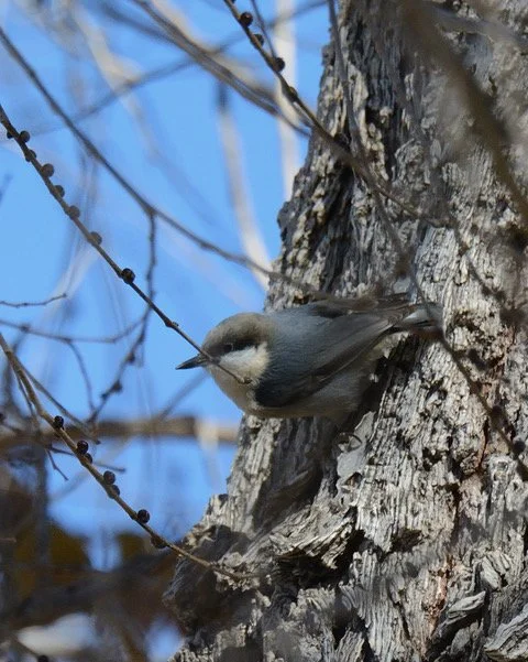 2025 Lancaster CBC Breakdown