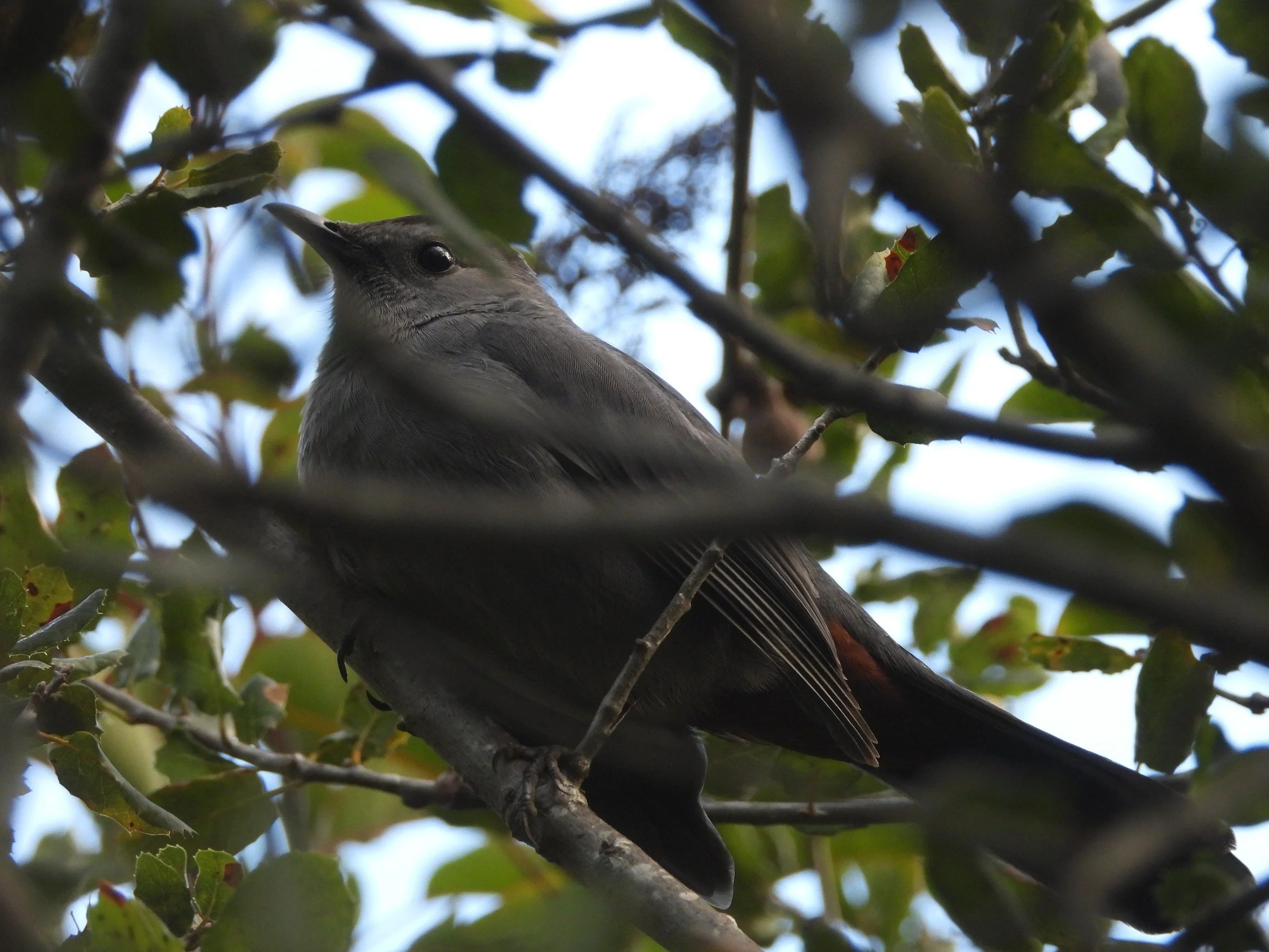 Los Angeles Christmas Bird Count Summary