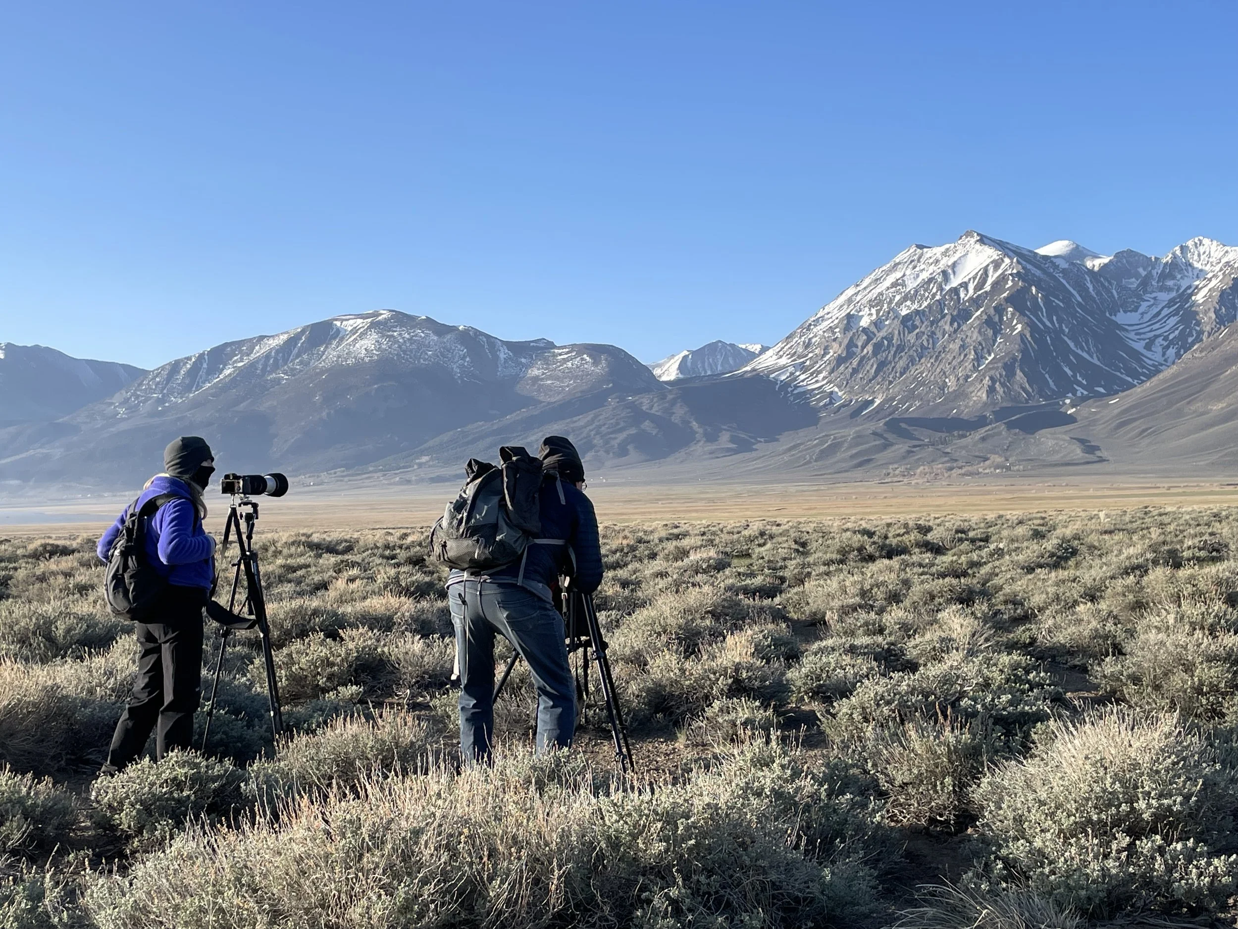 Dancing Chicken Weekend 2026