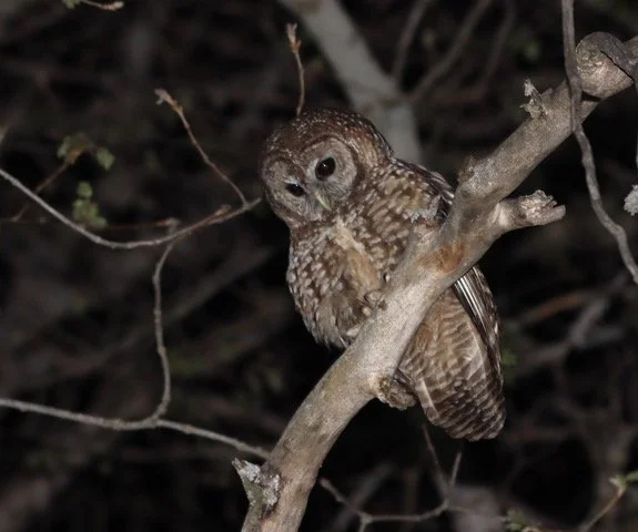 4th of July 2026—Owl Prowl Adventure in the Southern Sierra Nevada