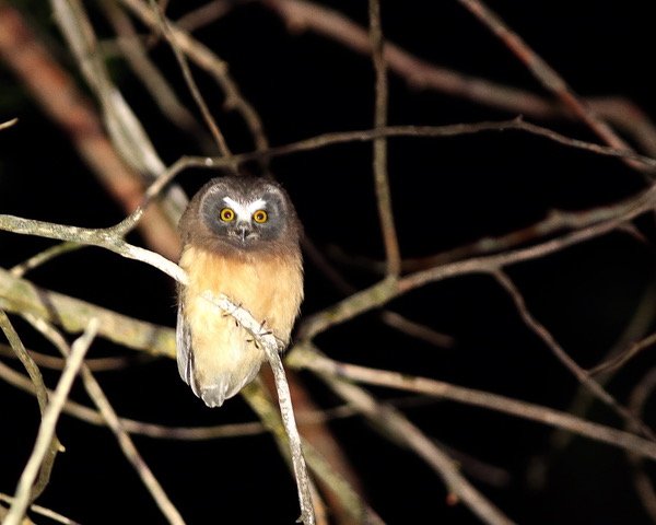 4th of July Weekend 2026—Owl Prowl Adventure in the Southern Sierra Nevada