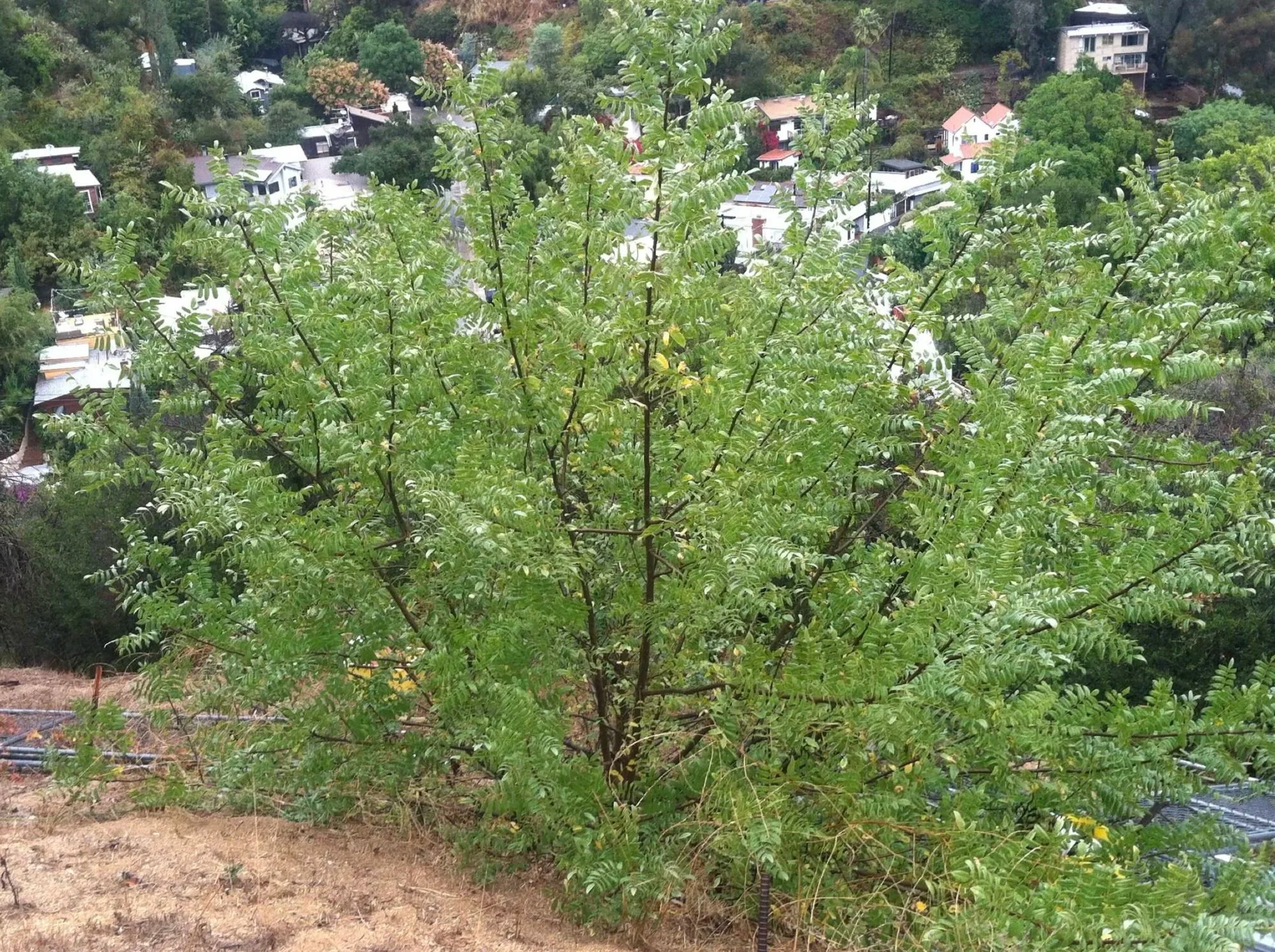 Rooted in Community: The Ecological Significance of California Walnut Woodlands to Avifauna