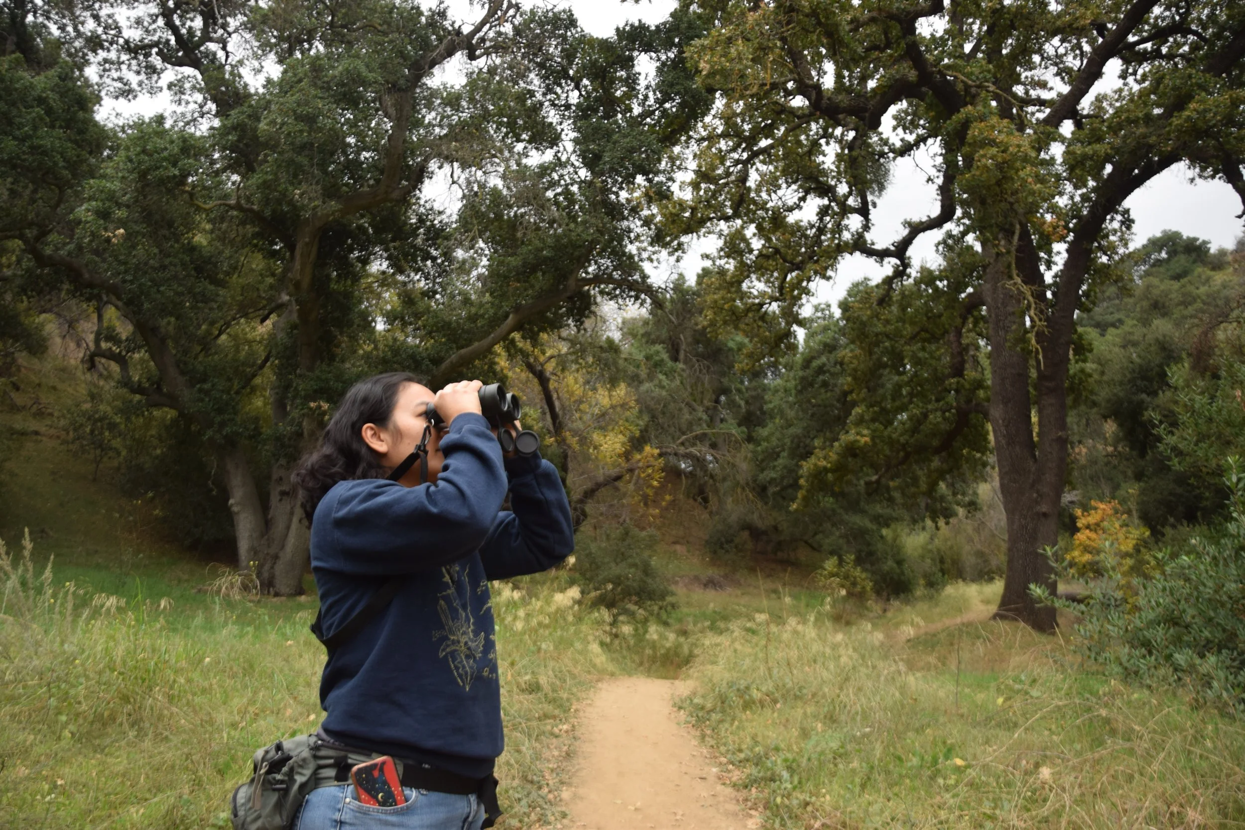 Rooted in Community: The Ecological Significance of California Walnut Woodlands to Avifauna