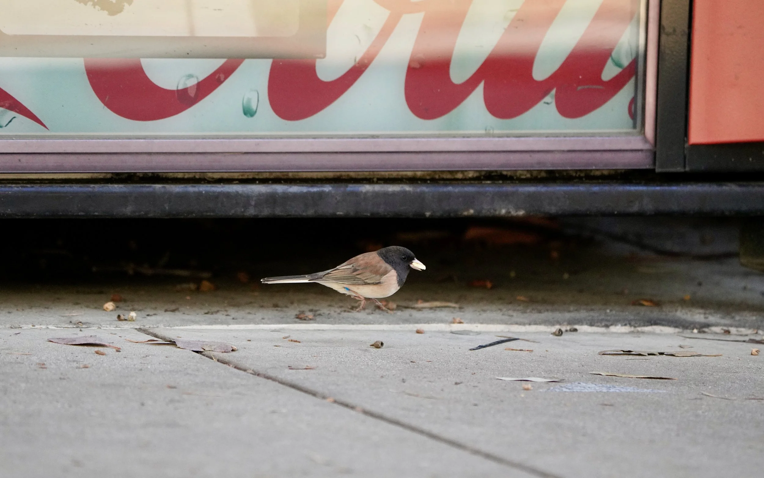 Sierra Glassman - How does urbanization influence evolution and reproduction in Dark-eyed Juncos?