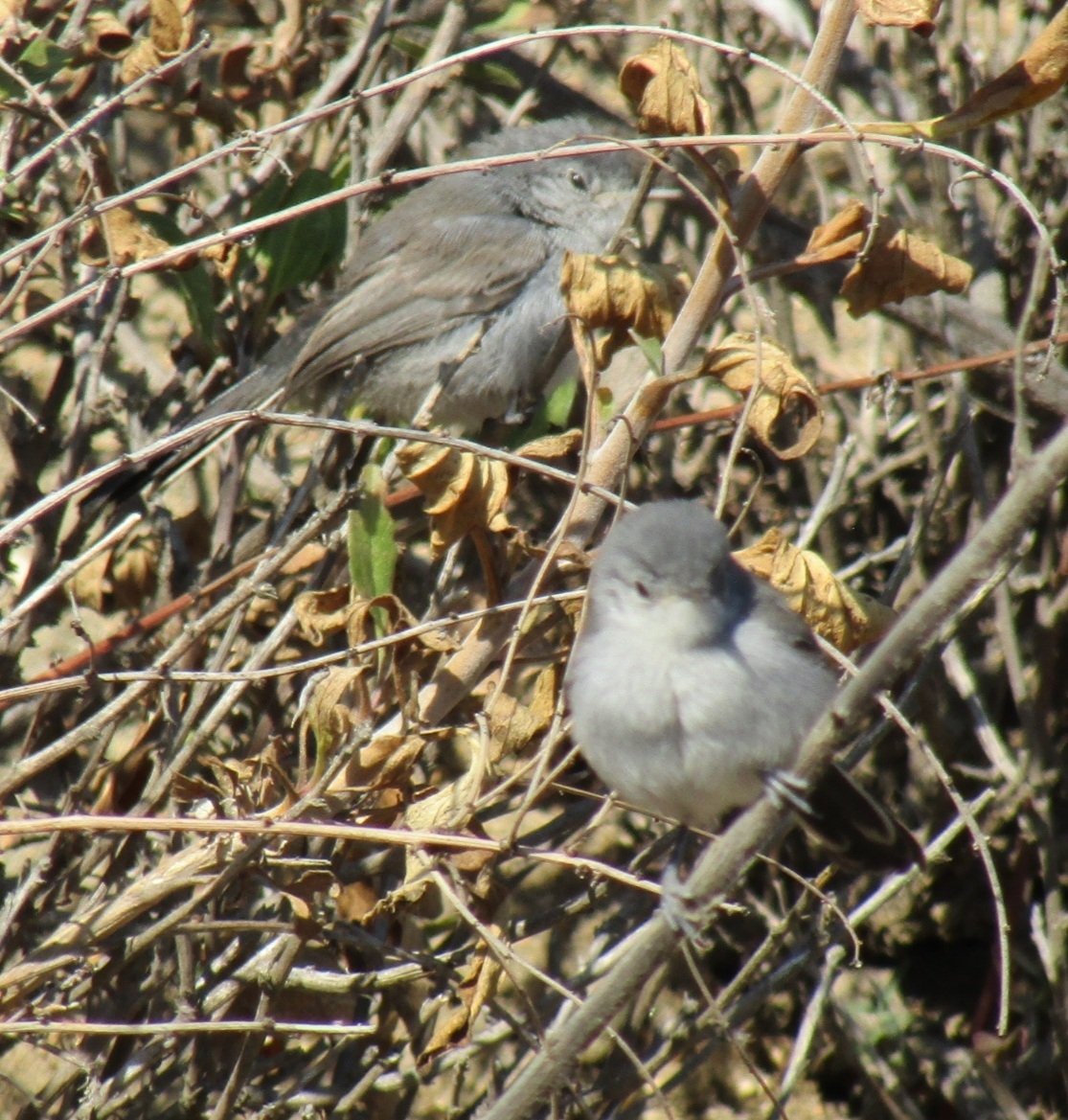 Species Spotlight: the California Gnatcatcher - Cabrillo National Monument  (U.S. National Park Service) - Cabrillo Field Notes