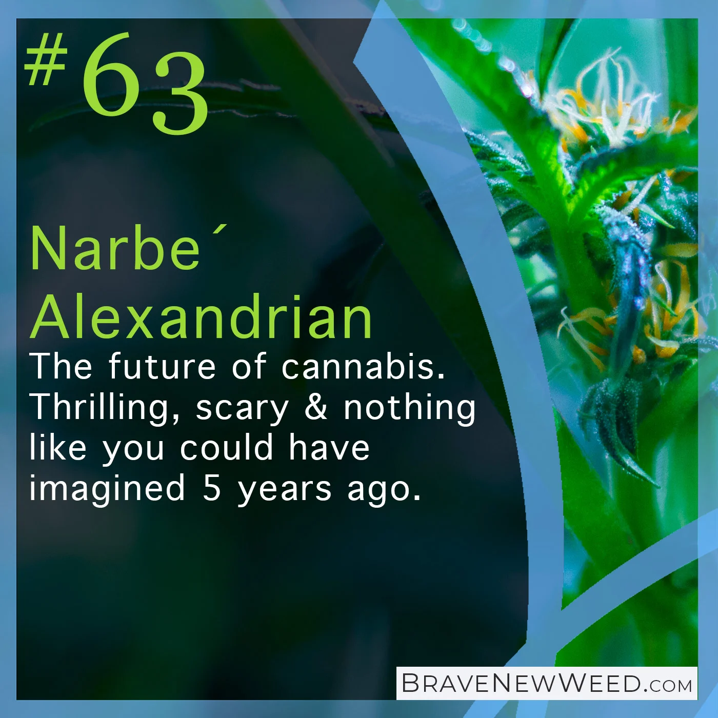 Episode 63 -&nbsp;Robots vs small craft farmers…the race to genetically engineer CBD from algae...The future of cannabis is thrilling, scary and nothing like you could have imagined 5 years ago