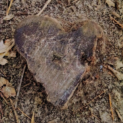 stump_heart.jpg