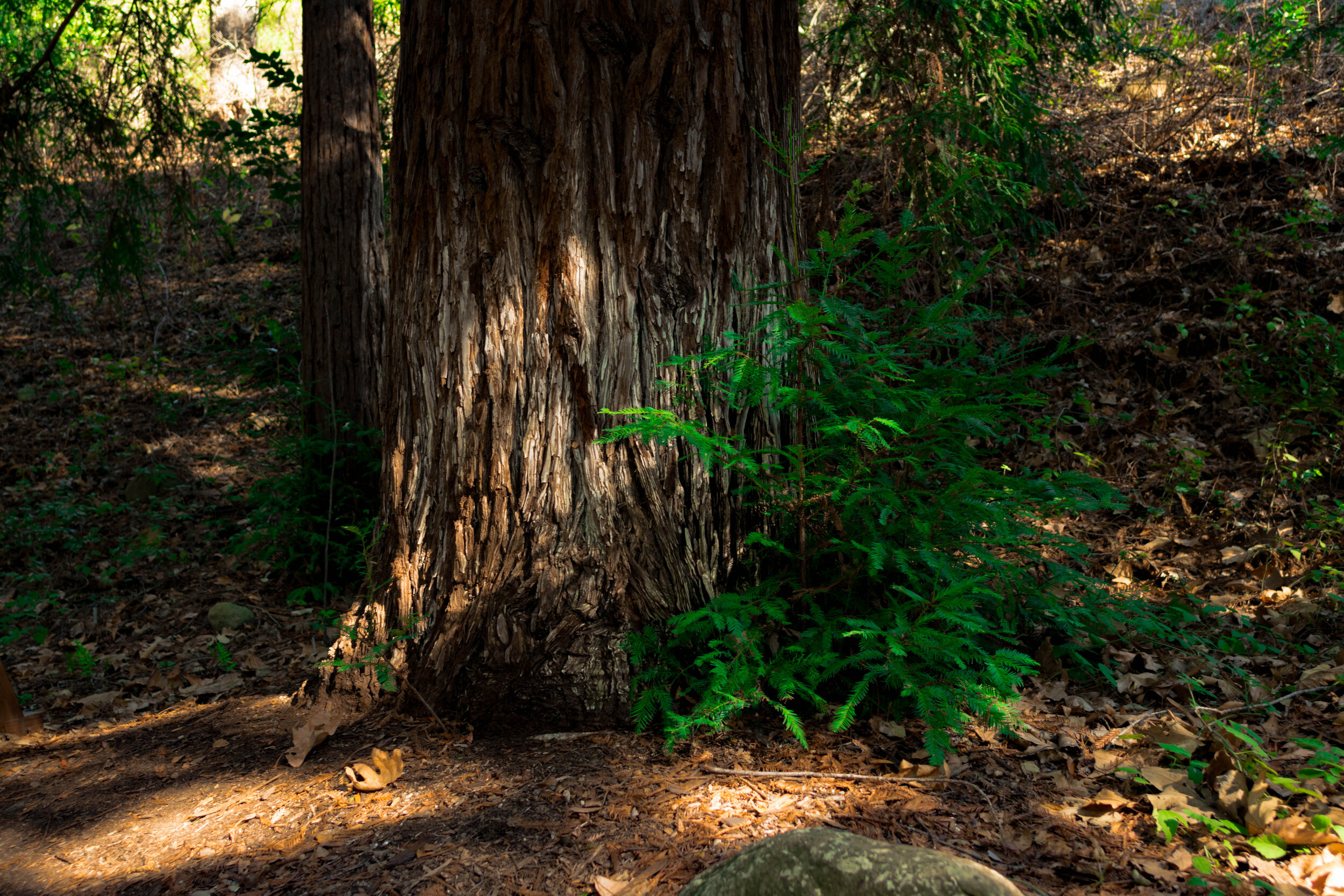 DSC_3546.jpg