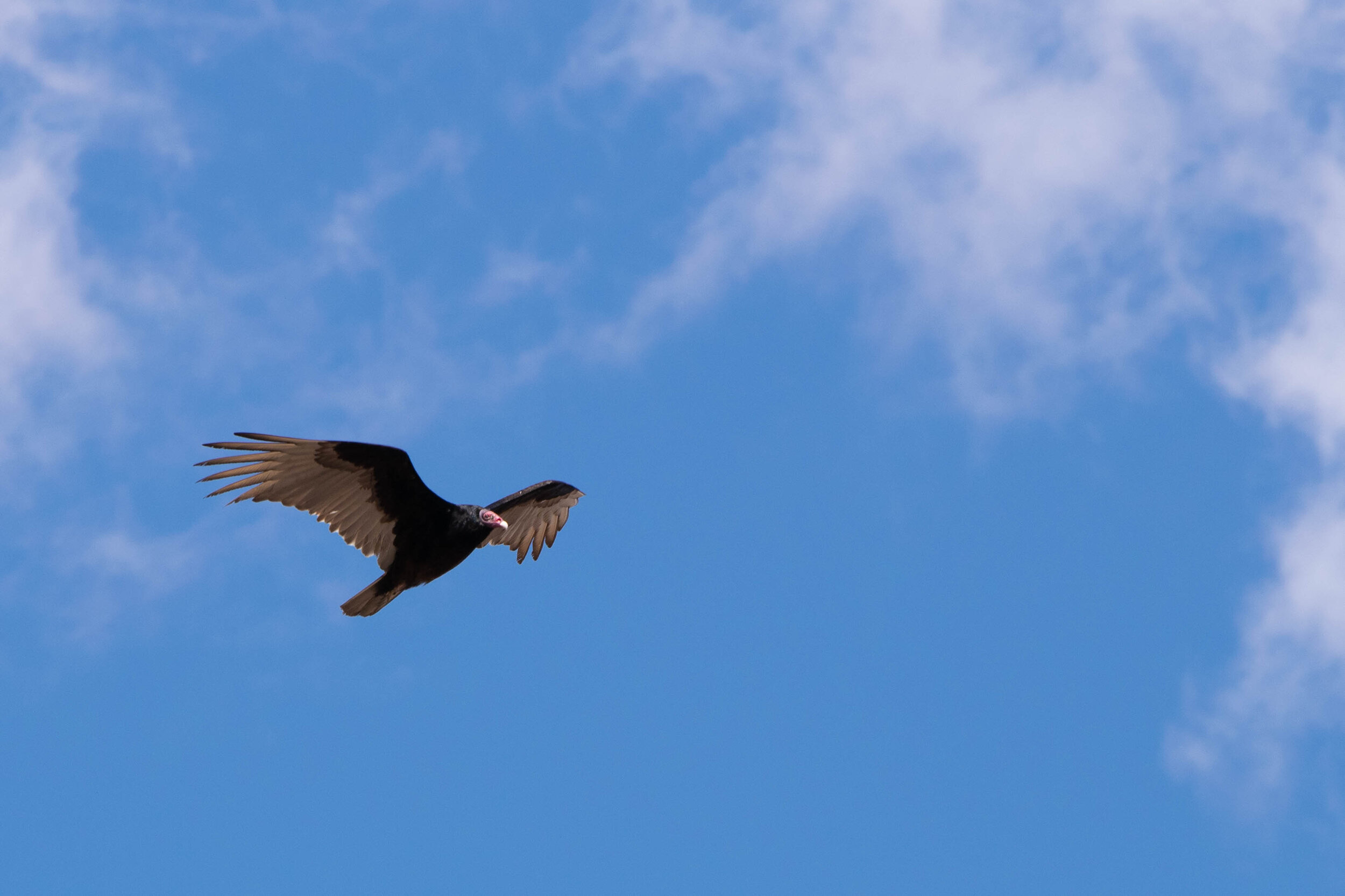 DSC_2368.jpg