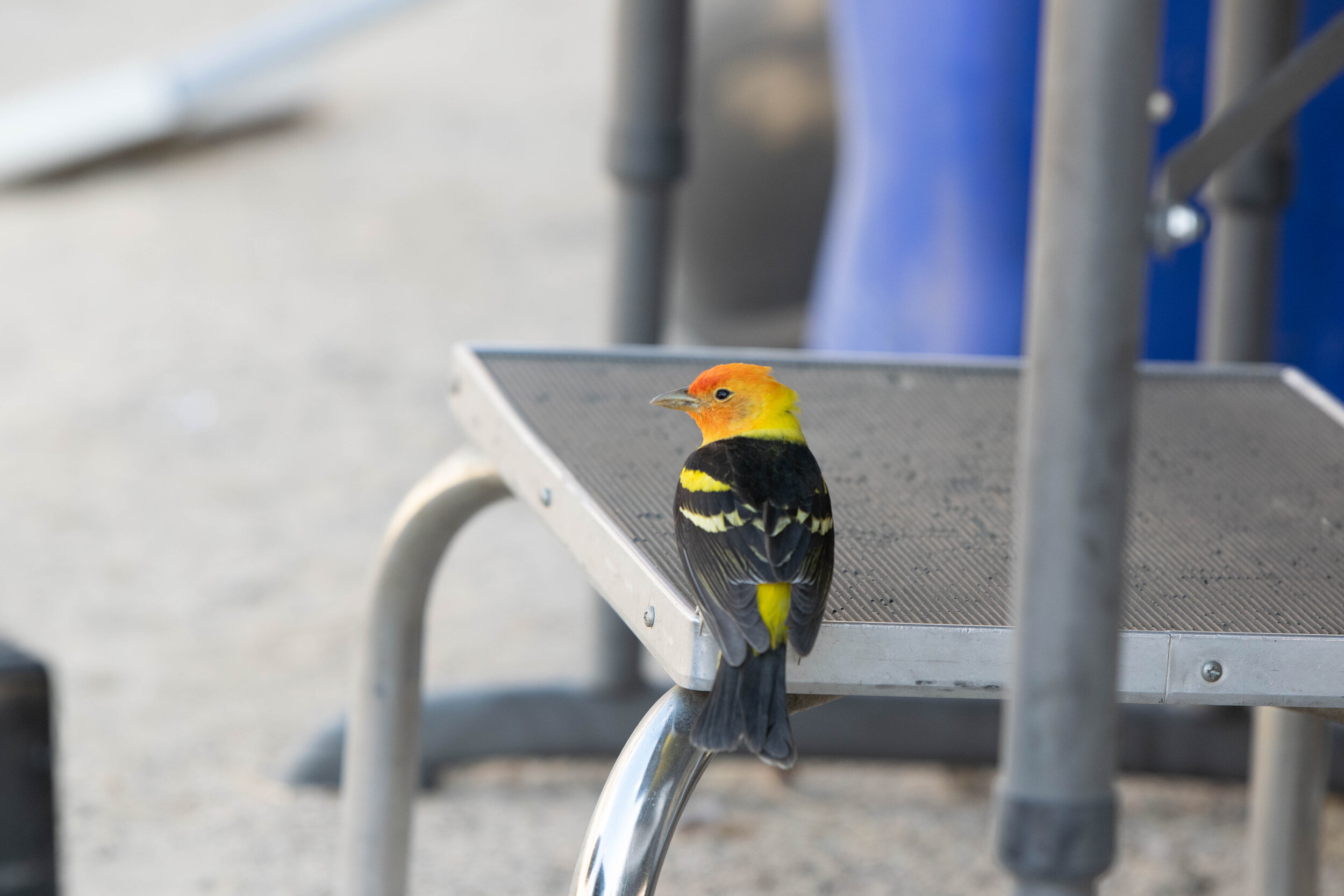 DSC_2484.jpg